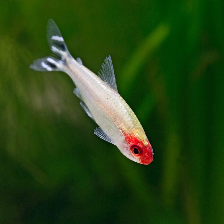 Hemigrammus Bleheri  Roodkopzalm 3-3,5